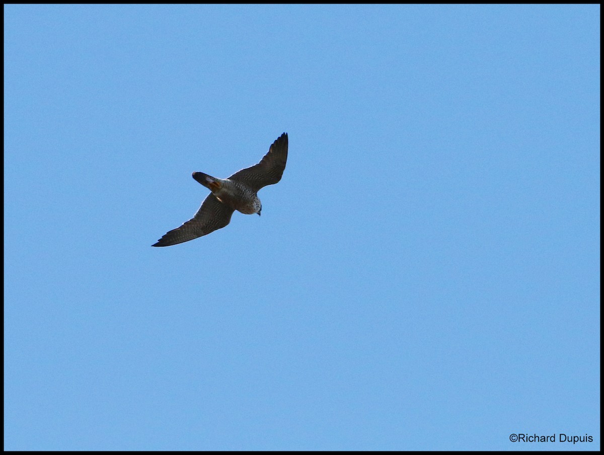 Peregrine Falcon - ML232821511