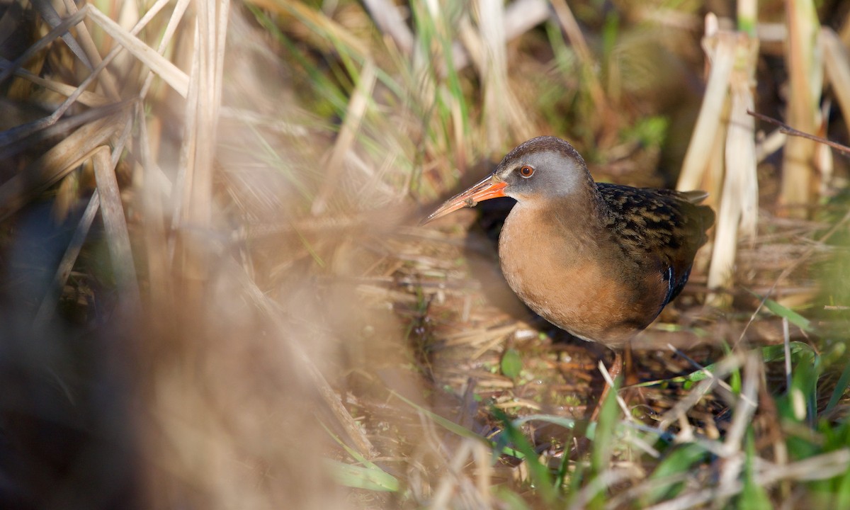 Virginia Rail - ML232821561