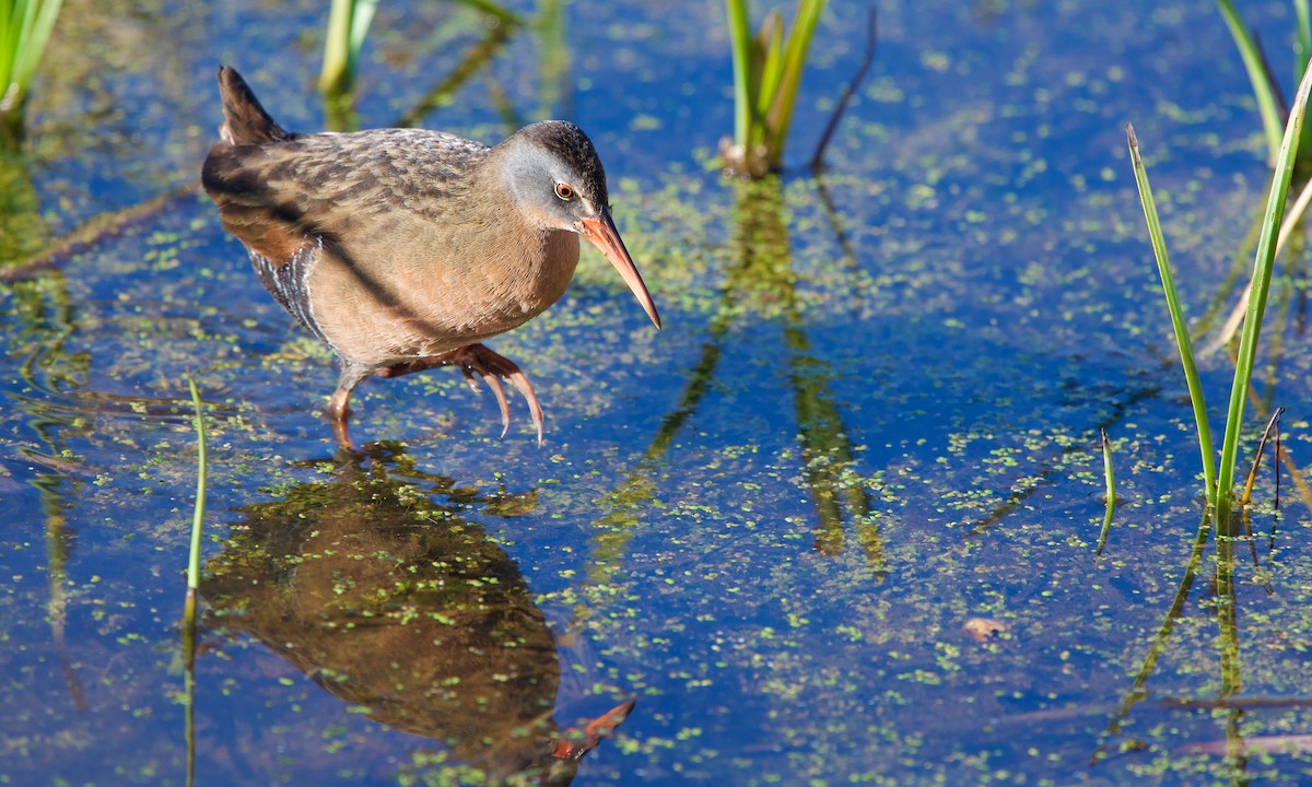 Virginia Rail - Jon Cefus