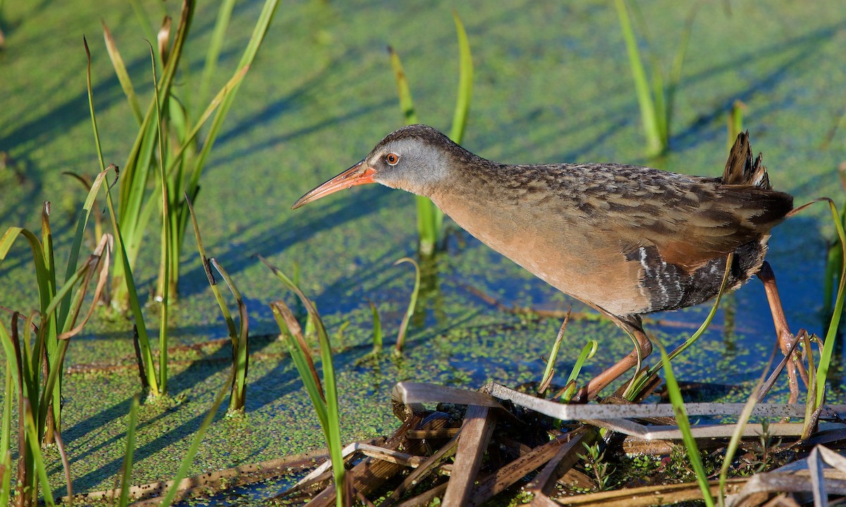 Virginia Rail - Jon Cefus