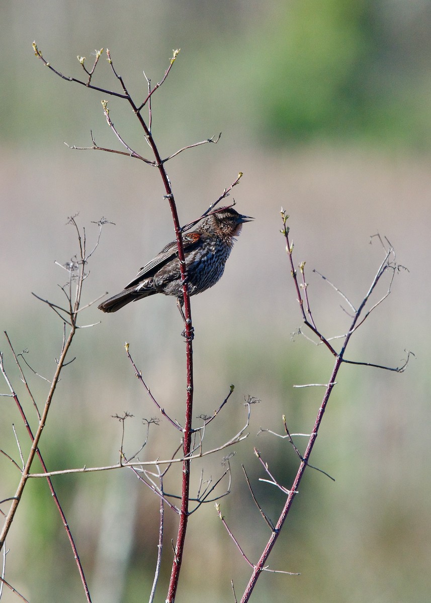 Red-winged Blackbird - ML232821631