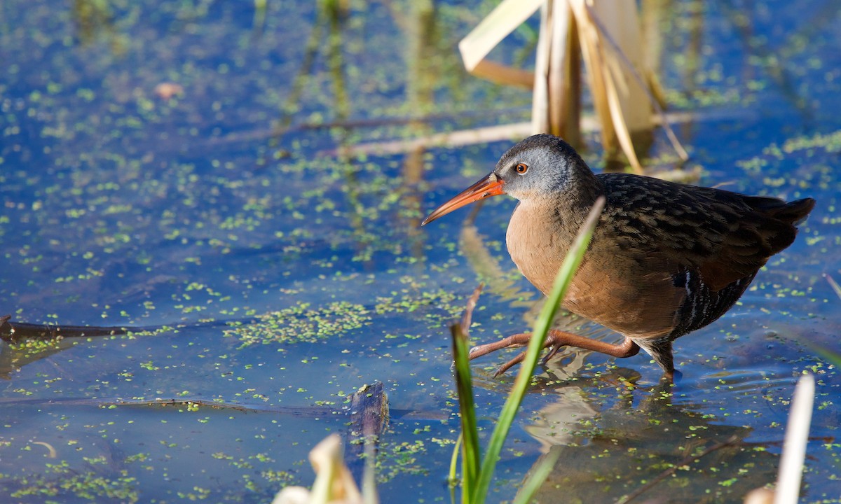 Virginia Rail - Jon Cefus