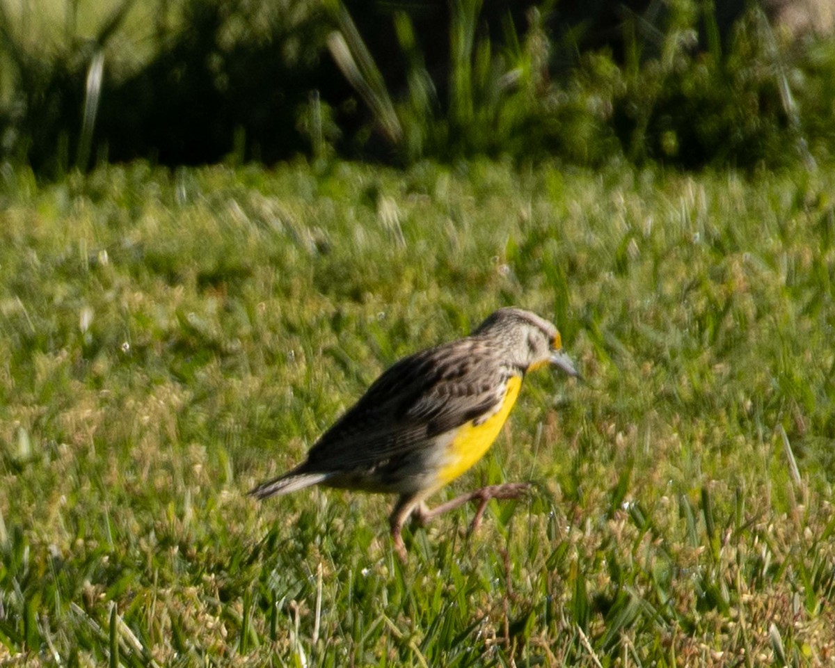 Eastern Meadowlark - Keith Kennedy