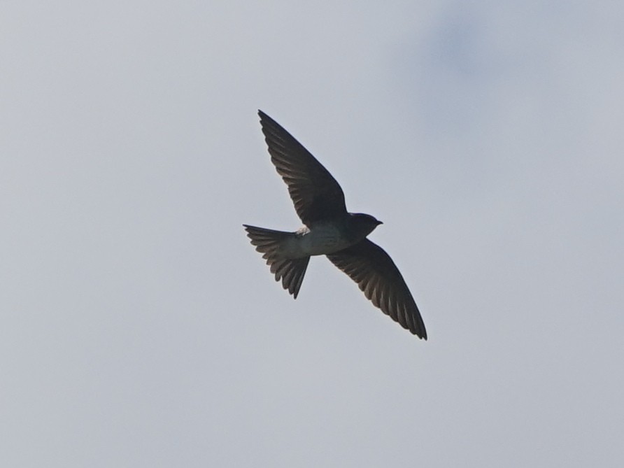 Purple Martin - Erich Hetzel