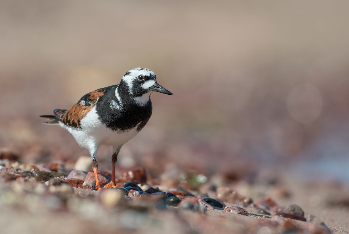 Ruddy Turnstone - Lionel Xavier Horn