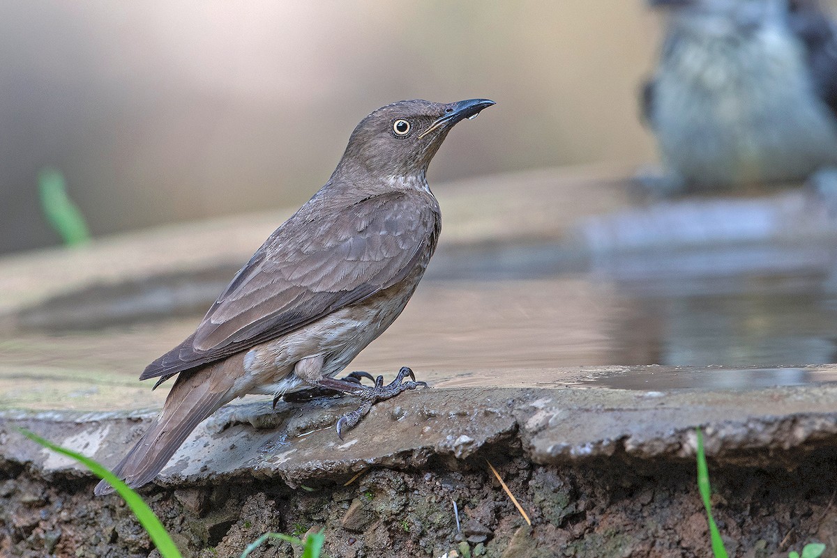 Spot-winged Starling - ML232823201