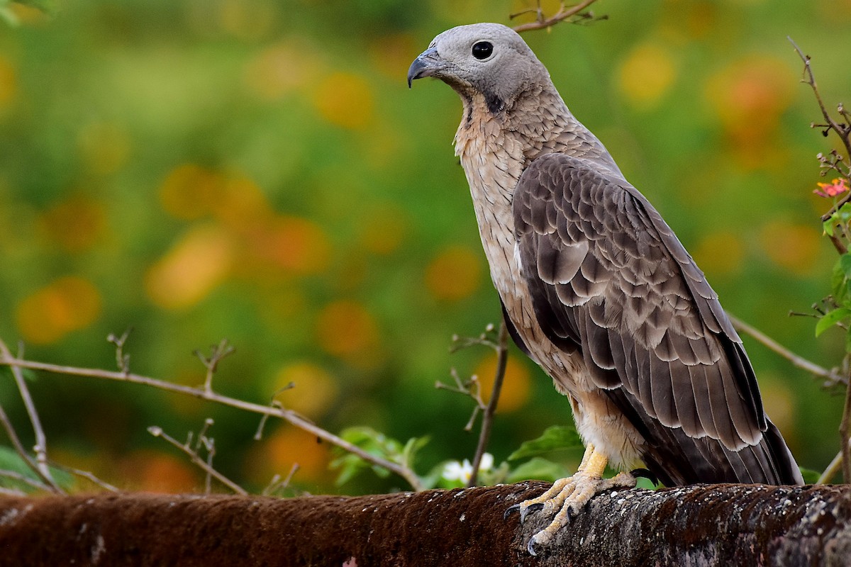 Oriental Honey-buzzard - Harish Dobhal