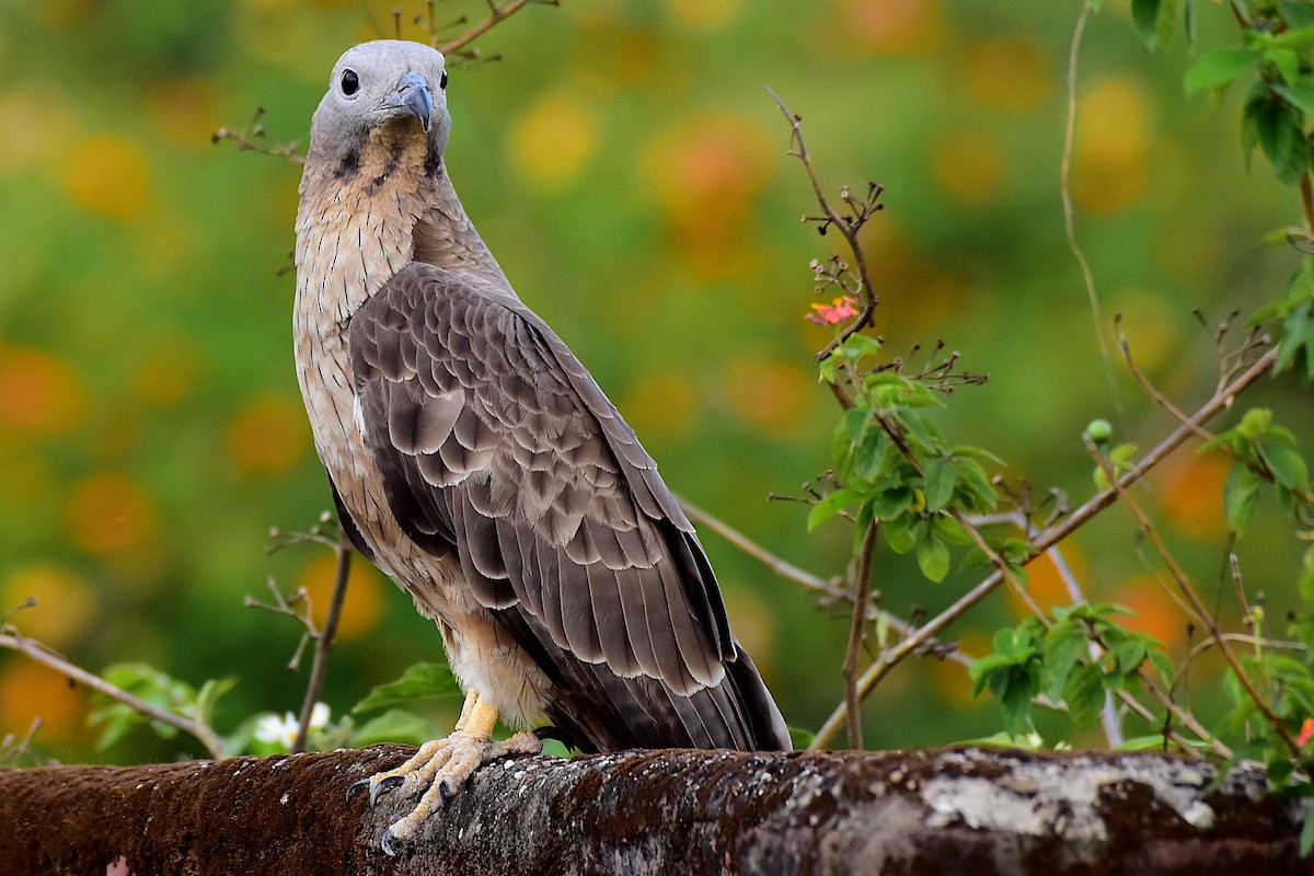 Oriental Honey-buzzard - Harish Dobhal