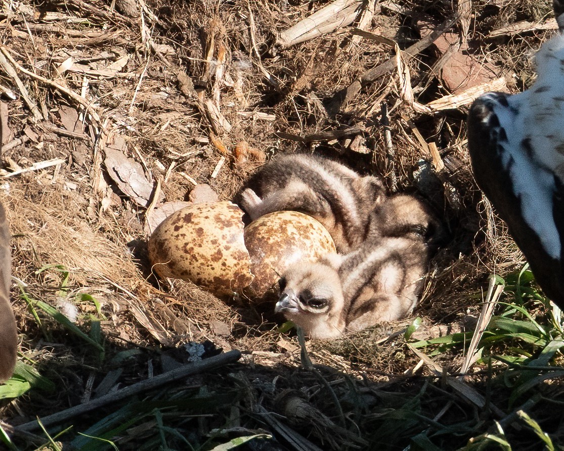 Osprey - Keith Kennedy
