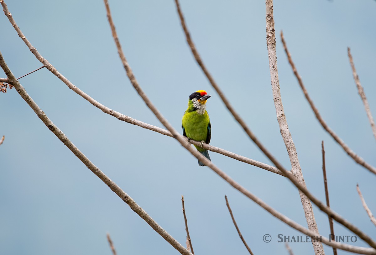 Golden-throated Barbet - ML23282621