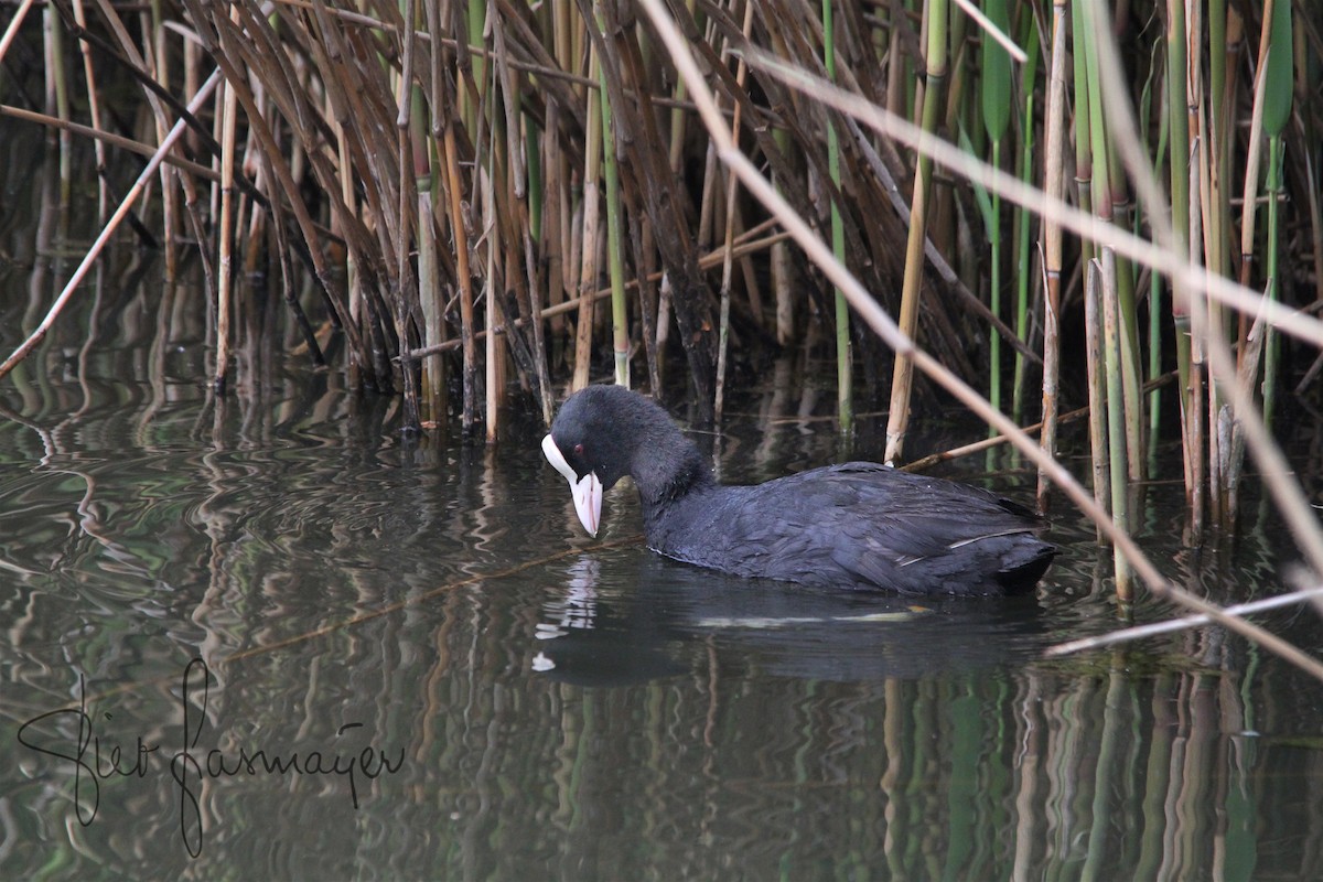 Eurasian Coot - ML232826581