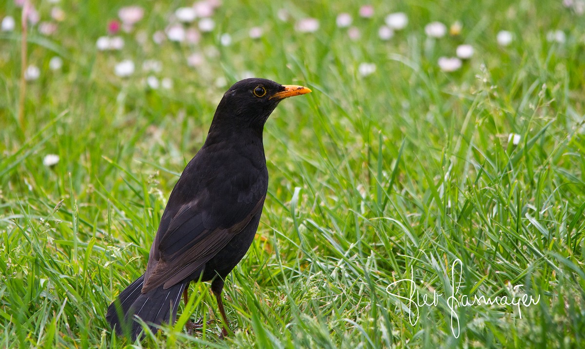 Eurasian Blackbird - Piet Grasmaijer