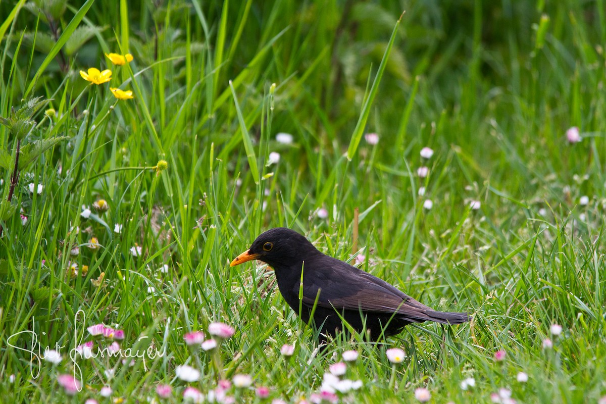 Eurasian Blackbird - Piet Grasmaijer