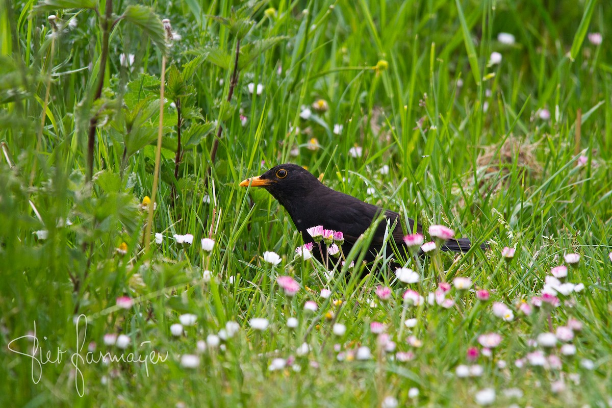 Eurasian Blackbird - Piet Grasmaijer