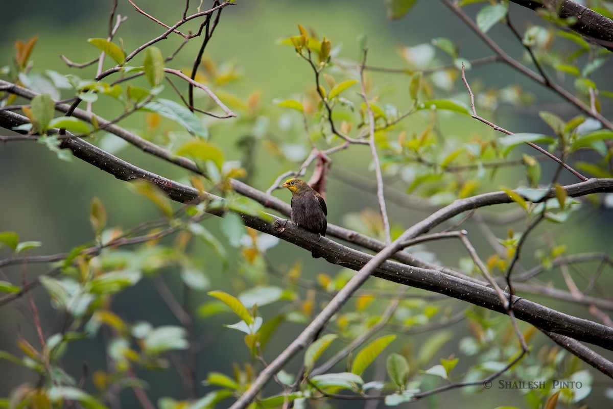 Yellow-rumped Honeyguide - ML23282701