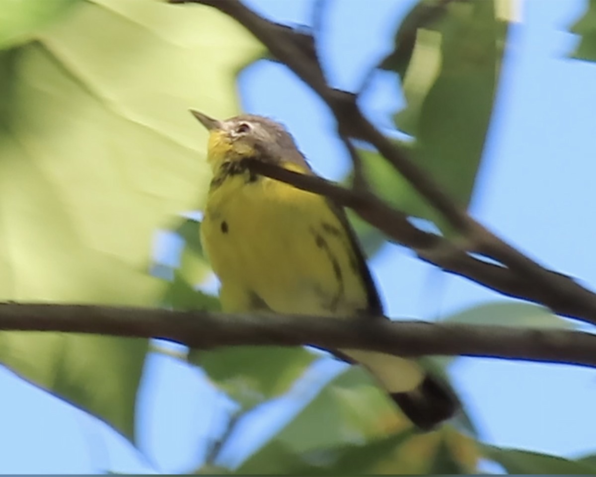 Magnolia Warbler - ML232827091