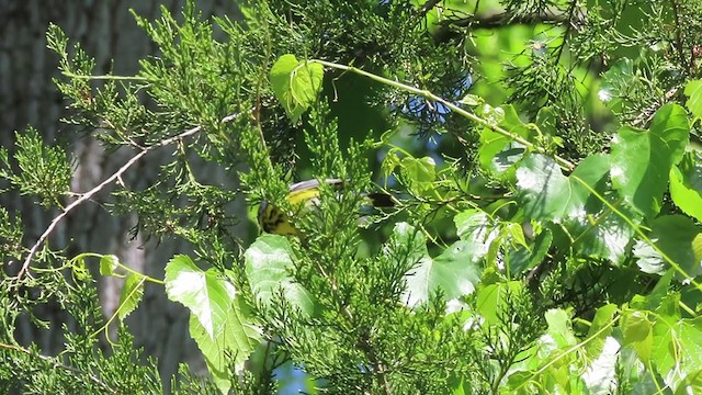 Magnolia Warbler - ML232827221