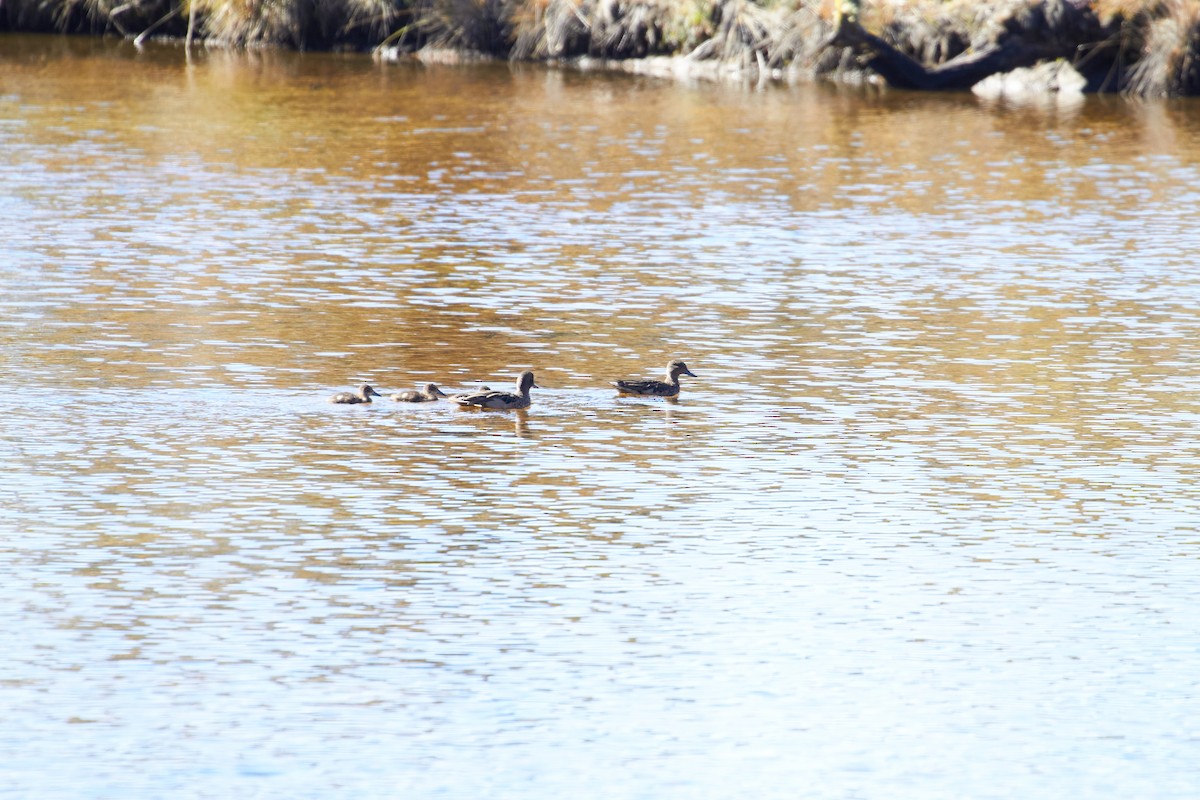 Andean Teal - ML232827431