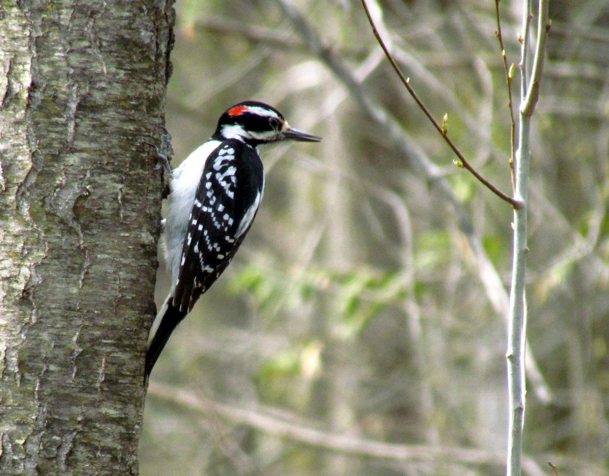 Downy Woodpecker - ML232827541