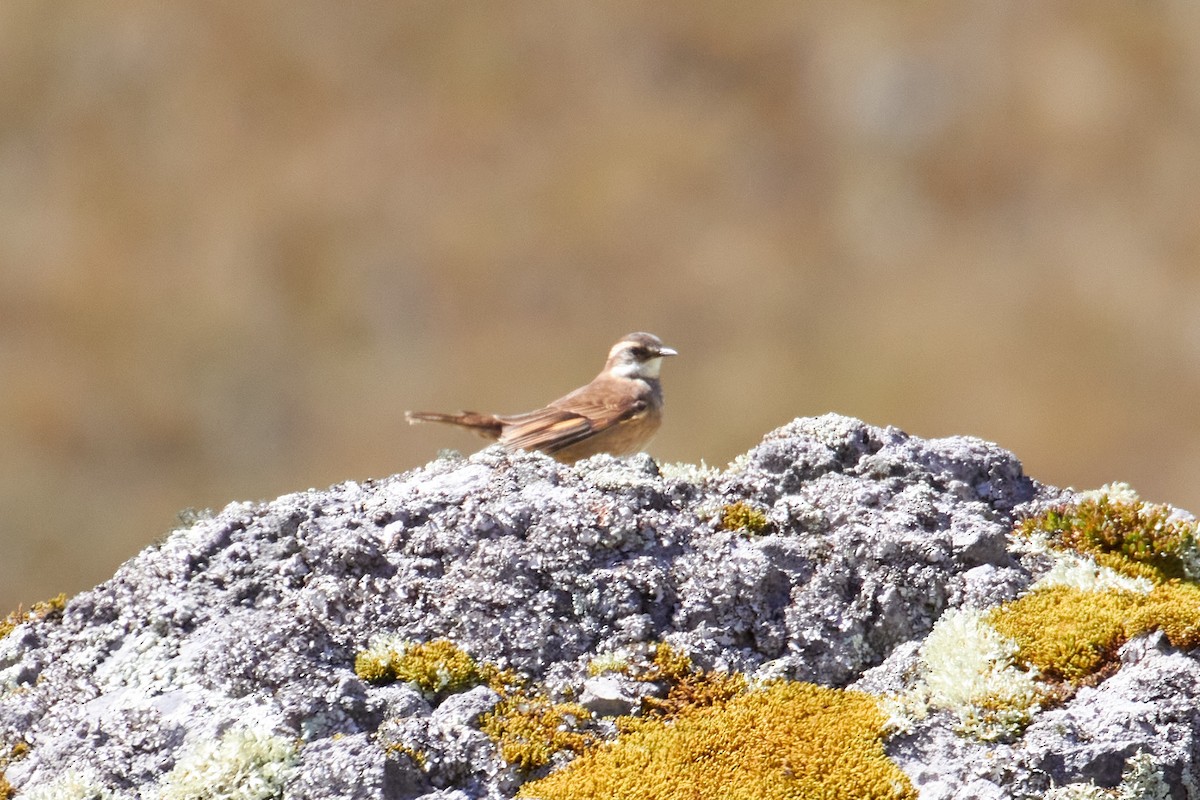 Chestnut-winged Cinclodes - ML232827571