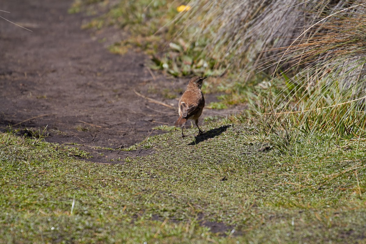 Chestnut-winged Cinclodes - ML232827691