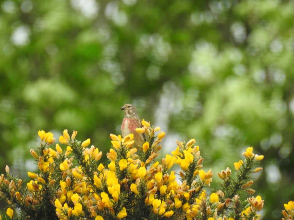 Eurasian Linnet - Padraig  Cullinan