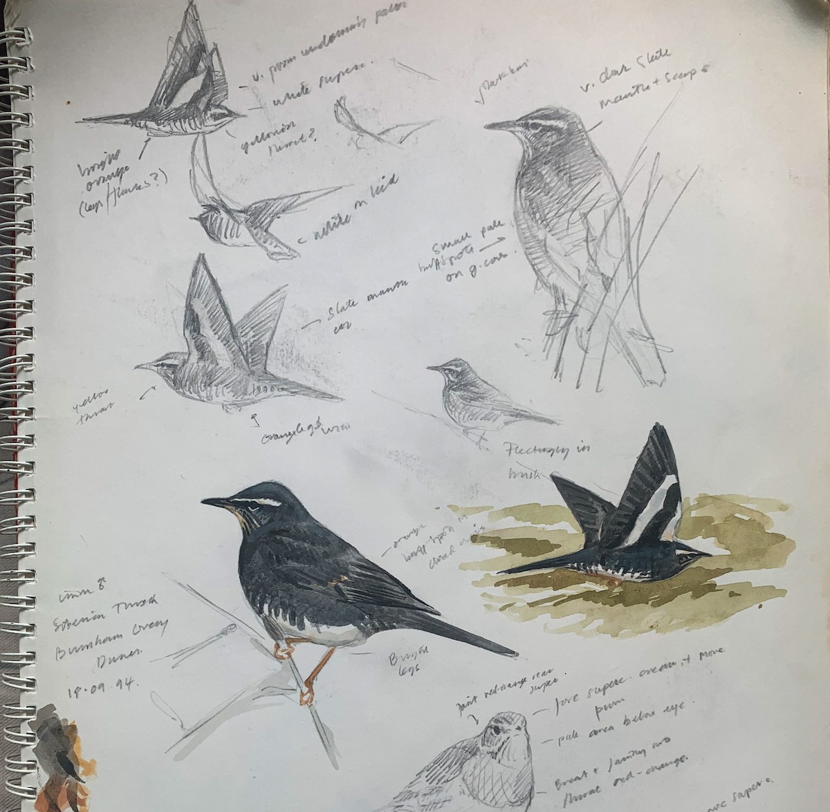 Siberian Thrush - ML232827721