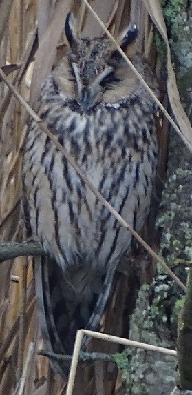 Long-eared Owl - Ralph Akkermans