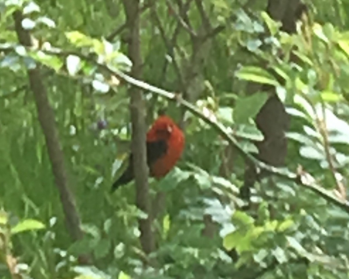 Scarlet Tanager - Lee Gray