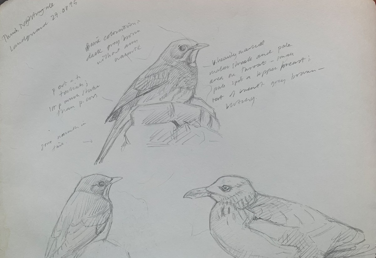 Thrush Nightingale - ML232828681