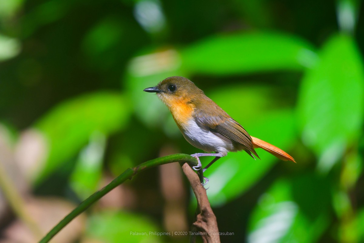 Palawan Flycatcher - Tanakorn Chantasuban