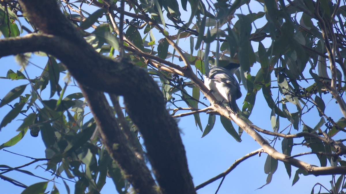 White-bellied Cuckooshrike - ML232830521