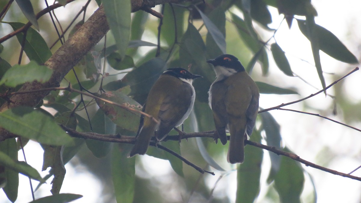 White-naped Honeyeater - ML232831071