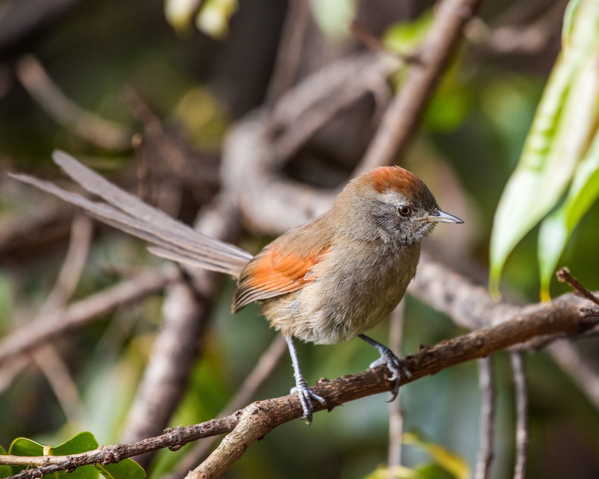 Silvery-throated Spinetail - Alberto Acero