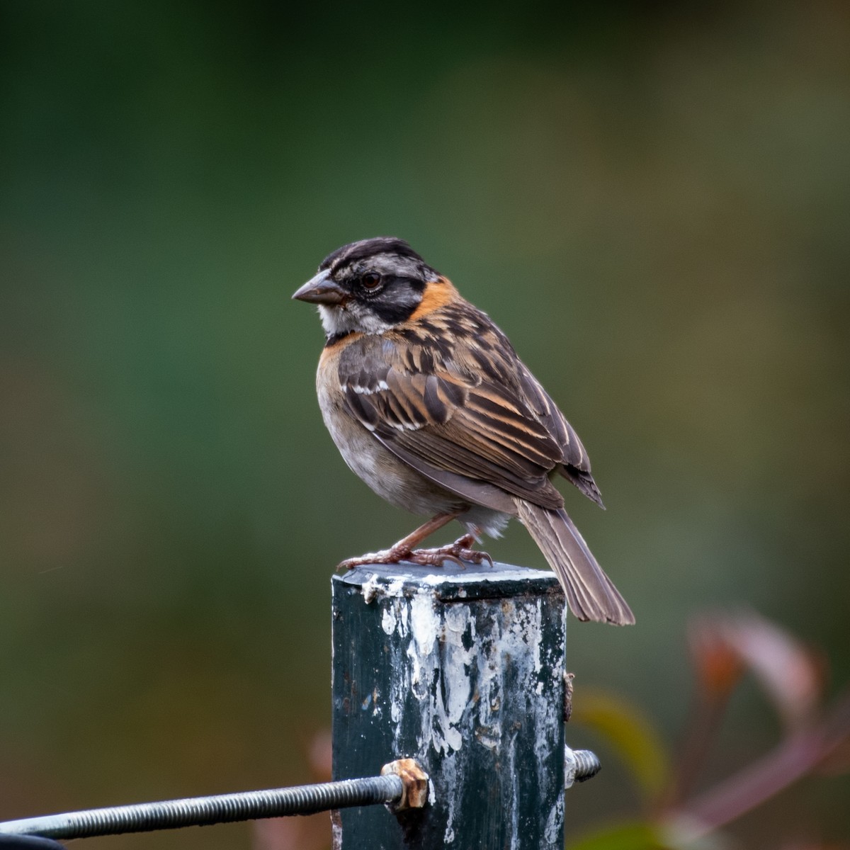 Rufous-collared Sparrow - Alberto Acero