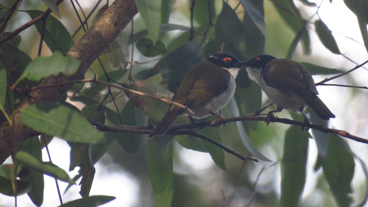 White-naped Honeyeater - ML232831761