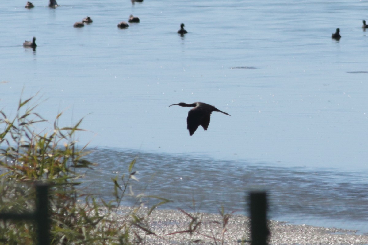 Glossy Ibis - ML232832021