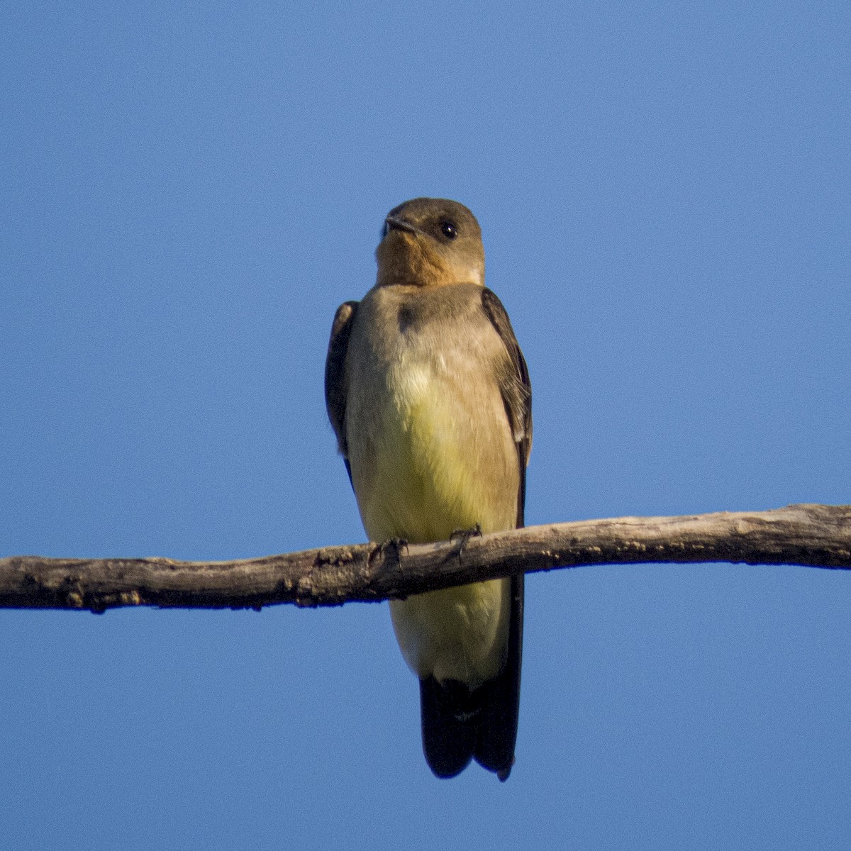 Southern Rough-winged Swallow - ML232833581
