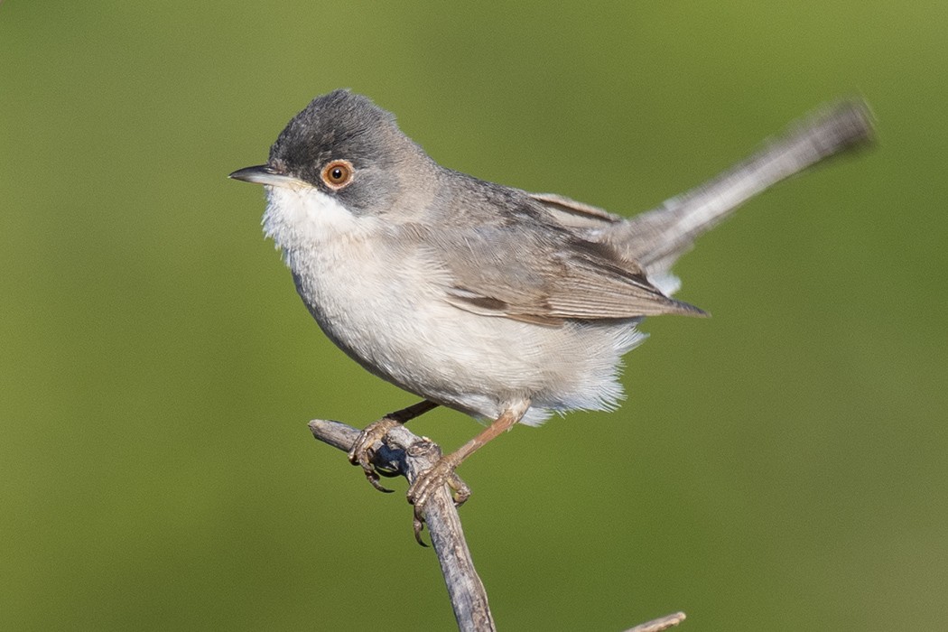 Menetries's Warbler - Mehmet ertan Tiryaki