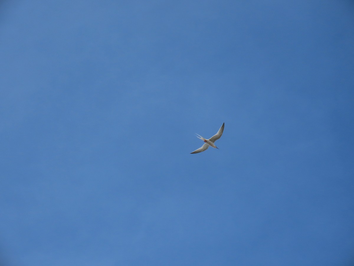 Roseate Tern - ML232834501