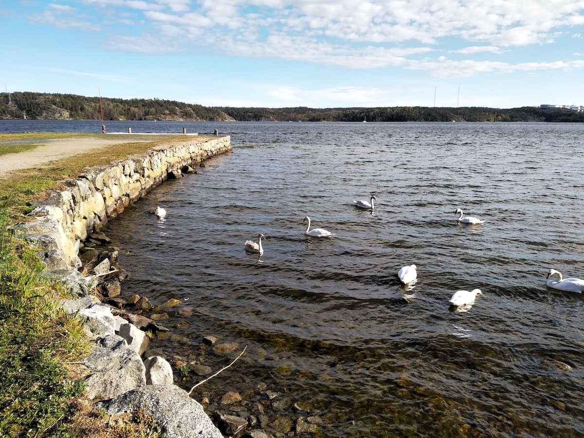 Mute Swan - ML232834771