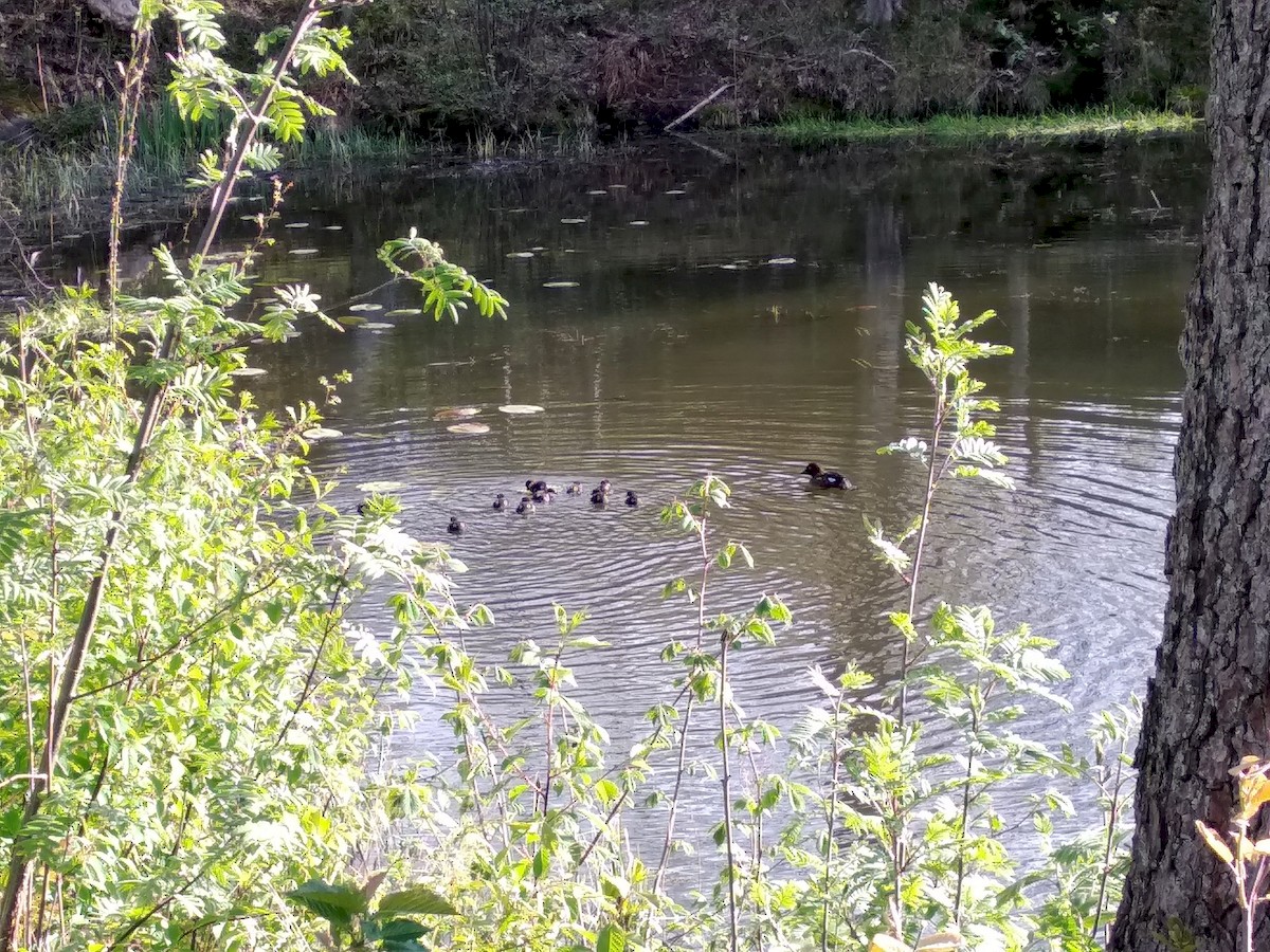 Common Goldeneye - ML232835711