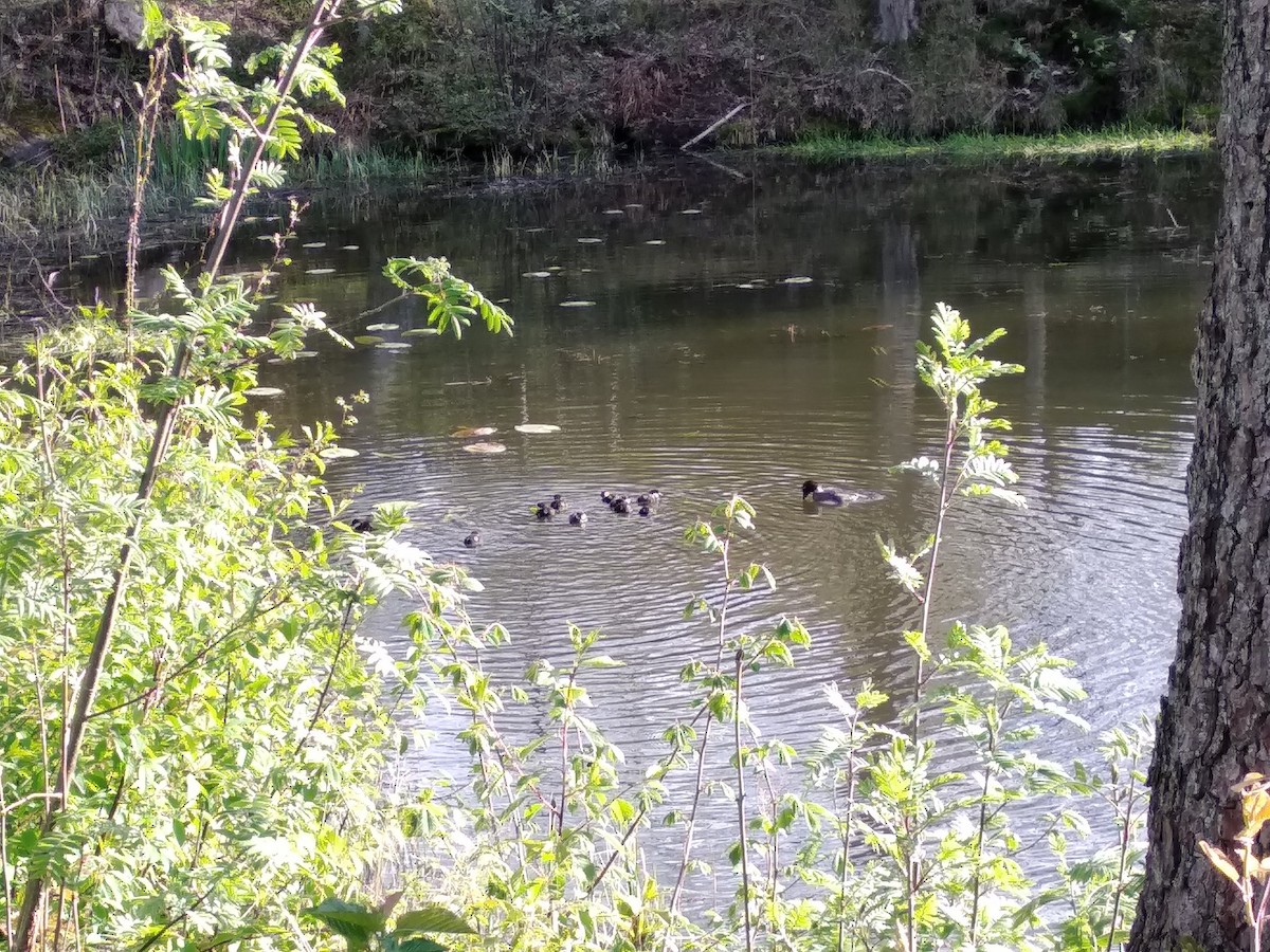 Common Goldeneye - ML232835761