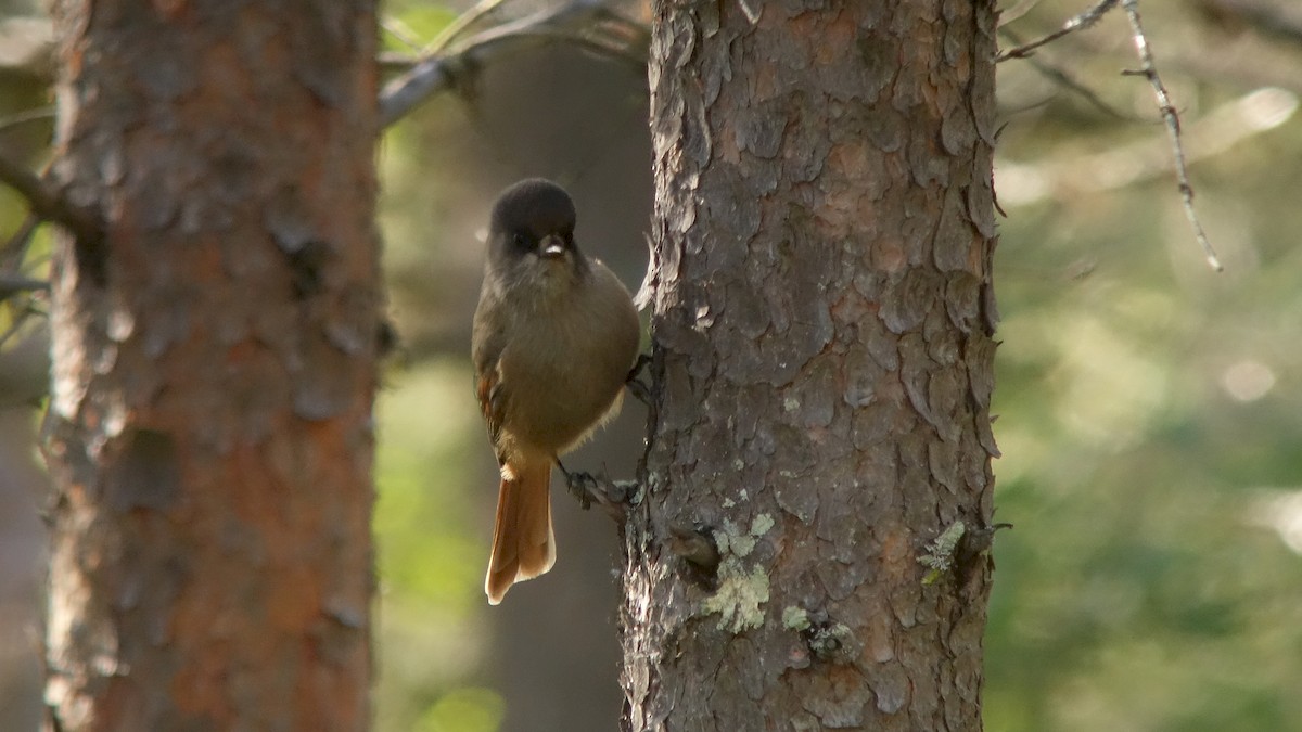 Siberian Jay - ML232835981