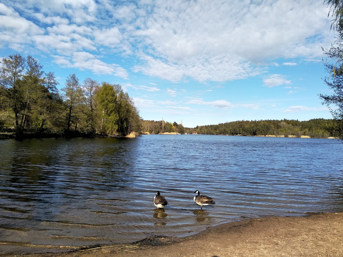 Canada Goose - Anna Sky