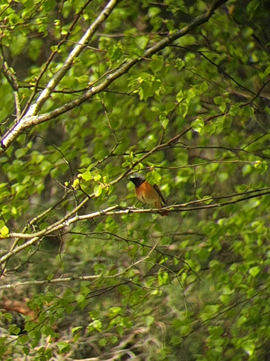 Common Redstart - ML232836431