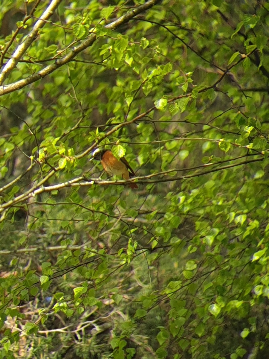 Common Redstart - ML232836441