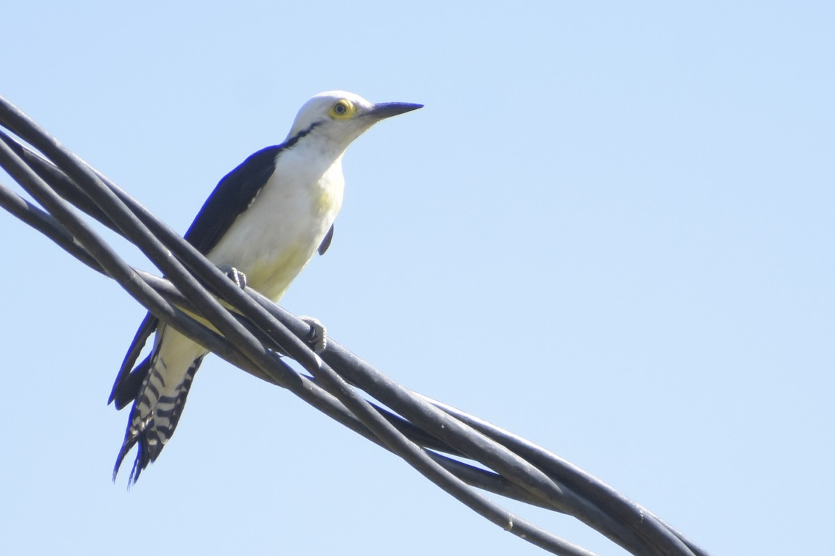 White Woodpecker - ML232836801