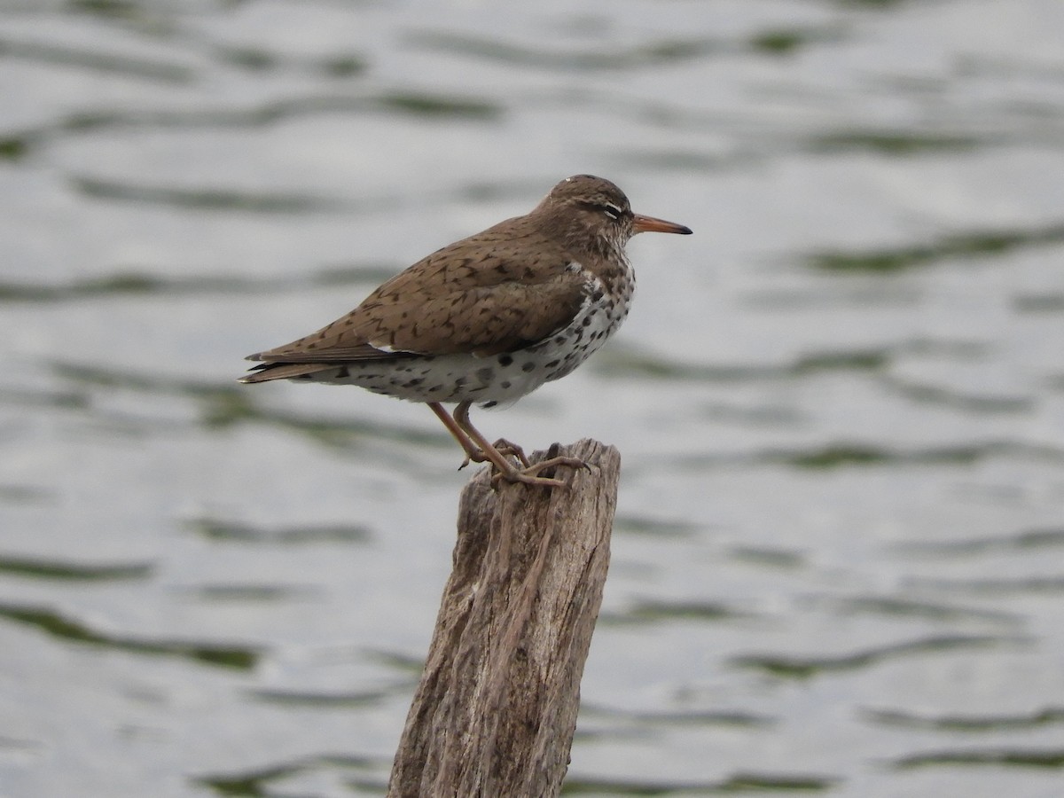 Spotted Sandpiper - ML232836911