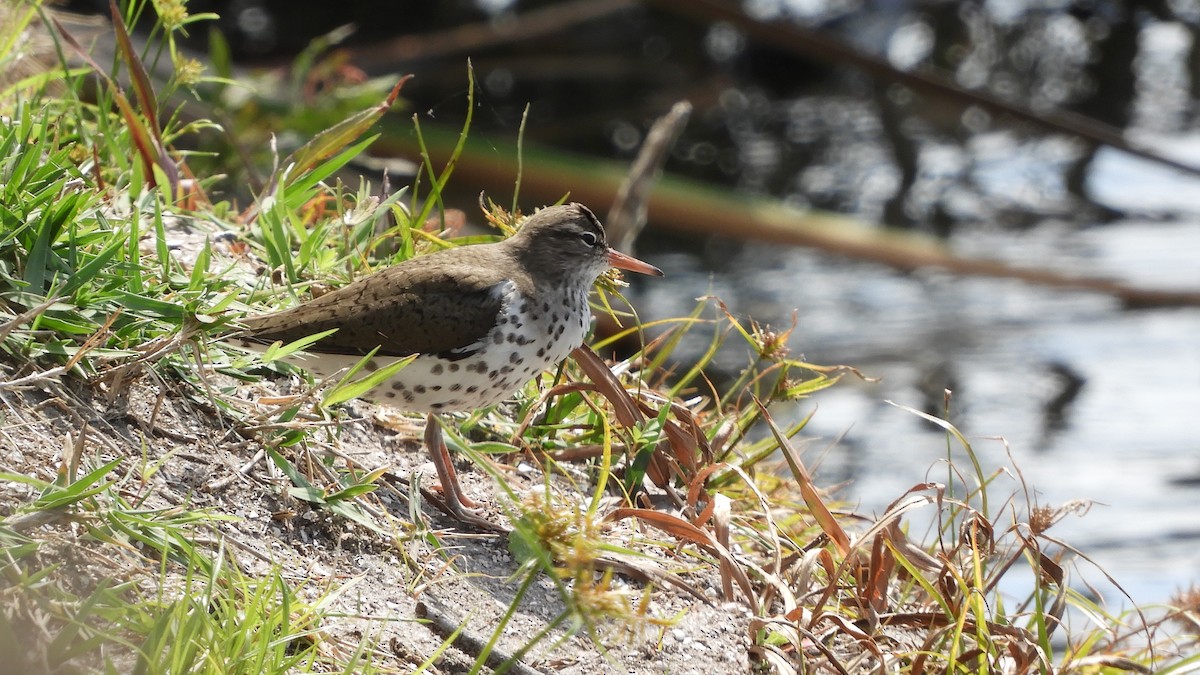 Spotted Sandpiper - ML232836981